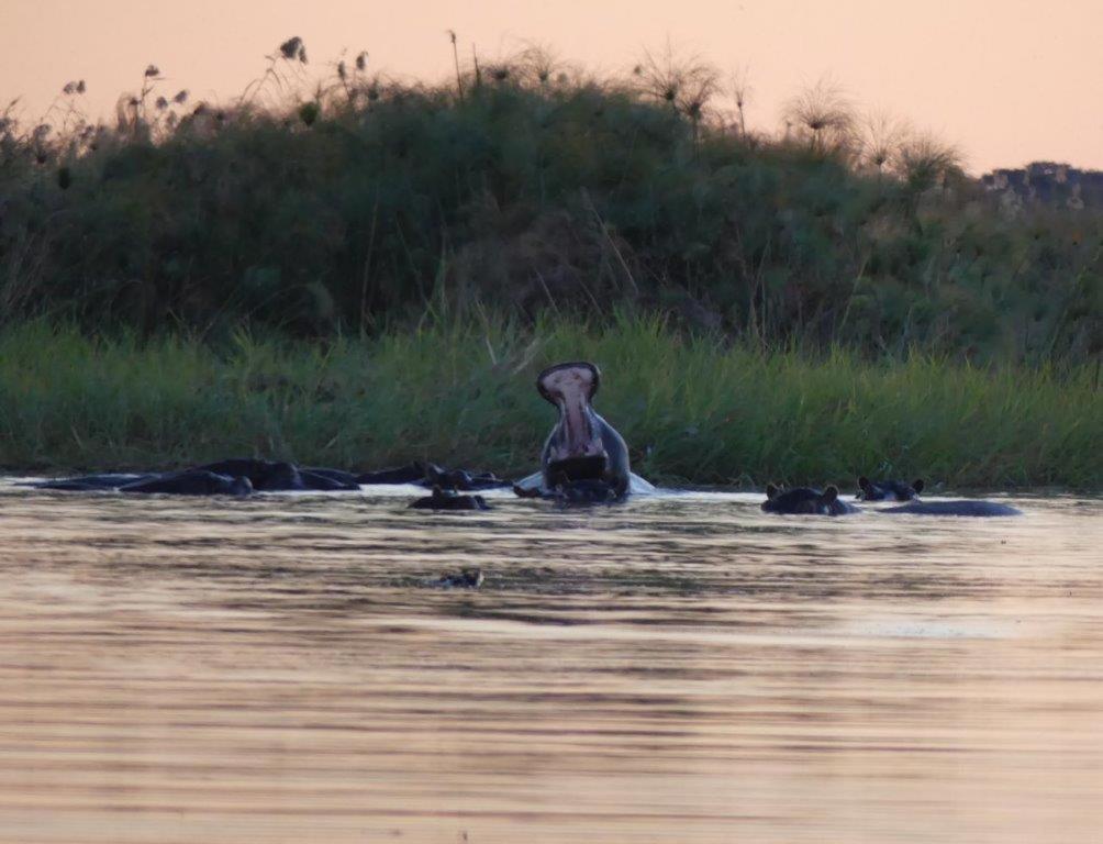 Askiesbos - Samochima Bush Camp Shakawe Buitenkant foto